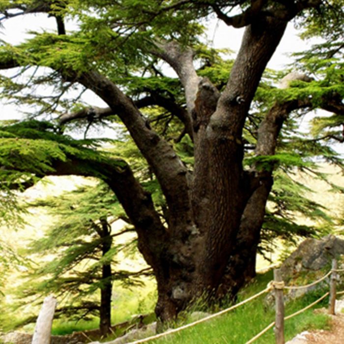 cedars-of-god-forest-bcharre-lebanon-tours