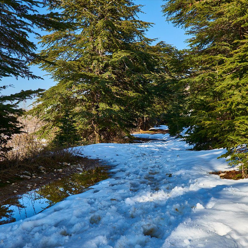 private-tour-to-cedars-of-chouf-baalbek-chateau-ksara-lebanon-tours